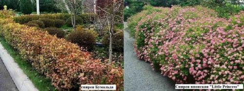 Низкая изгородь. Виды живых изгородей и растения для них