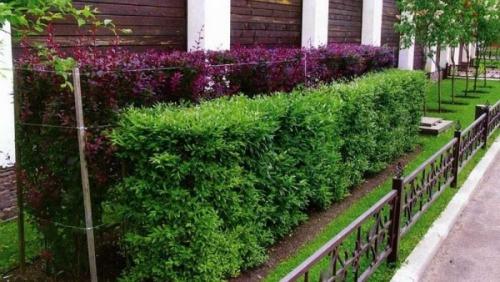 Низкая изгородь. Виды живых изгородей и растения для них