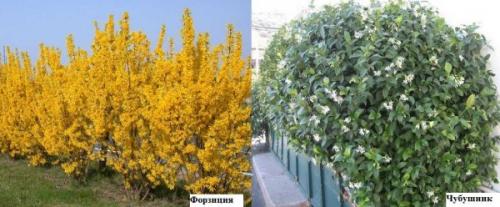Низкая изгородь. Виды живых изгородей и растения для них