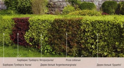 Живая изгородь виды. Виды живых изгородей и растения для них