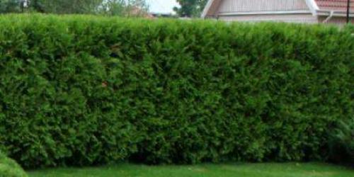 Хвойные растения для живой изгороди. Критерии выбора хвойных растений 06 Хвойные растения для живой изгороди. Критерии выбора хвойных растений 06