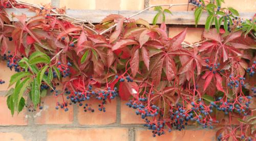 Вьющиеся растения для солнечной стороны. Топ лучших многолетних лиан для оформления садового участка