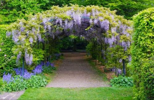 Вьющиеся растения для забора многолетние. Многолетние и однолетние растения