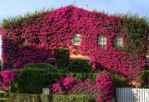 Вьющиеся растения для забора многолетние. Многолетние и однолетние растения