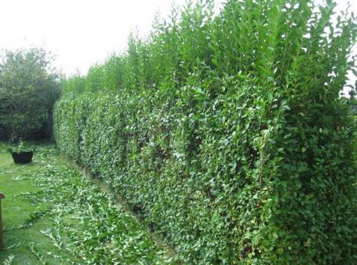 Вьющиеся растения для забора многолетние. Многолетние и однолетние растения