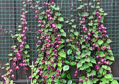 Вьющиеся цветы многолетние. Особенности многолетних вьющихся растений