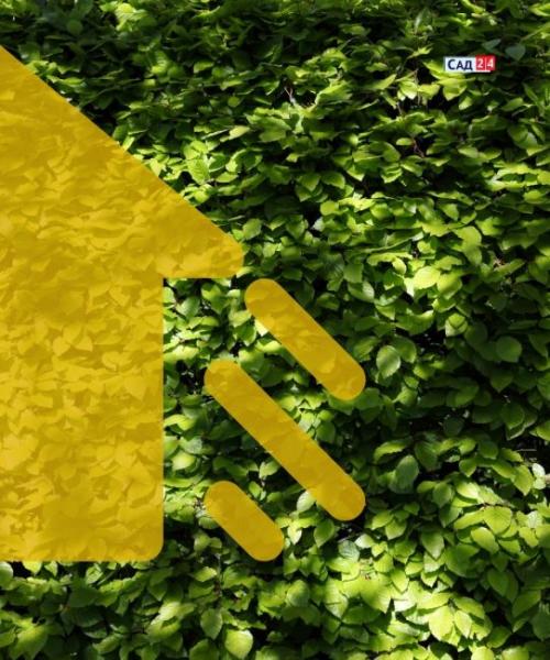 Теневыносливая живая изгородь. Живая изгородь: 12 живых изгородей для тенистых участков