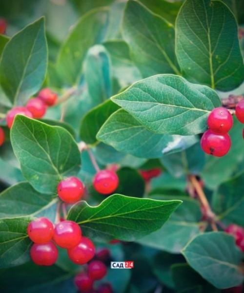 Теневыносливая живая изгородь. Живая изгородь: 12 живых изгородей для тенистых участков