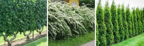 Естественная изгородь. КАКИЕ ЖИВЫЕ ИЗГОРОДИ БЫВАЮТ