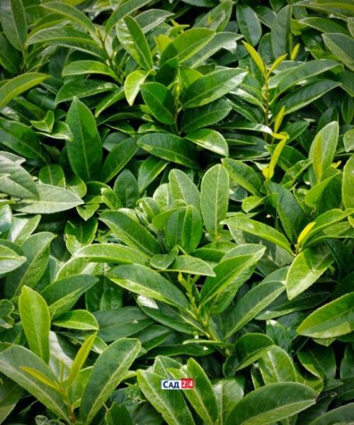 Теневыносливая живая изгородь. Живая изгородь: 12 живых изгородей для тенистых участков