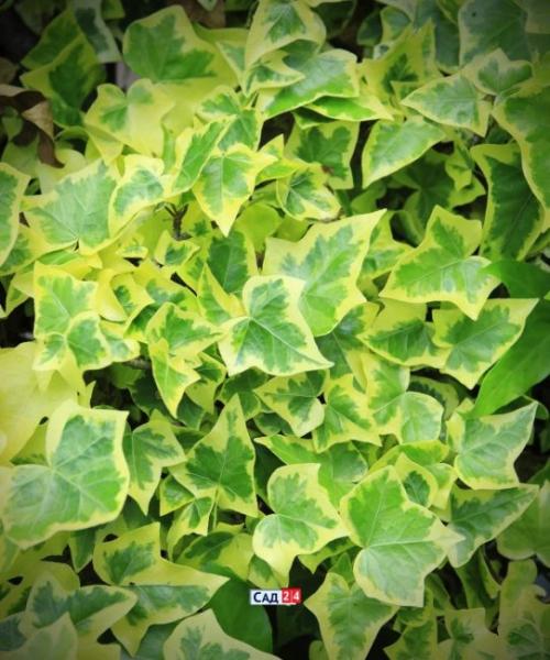 Теневыносливая живая изгородь. Живая изгородь: 12 живых изгородей для тенистых участков