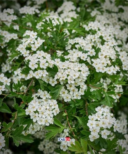 Теневыносливая живая изгородь. Живая изгородь: 12 живых изгородей для тенистых участков