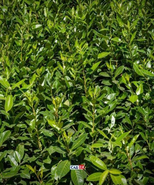 Теневыносливая живая изгородь. Живая изгородь: 12 живых изгородей для тенистых участков