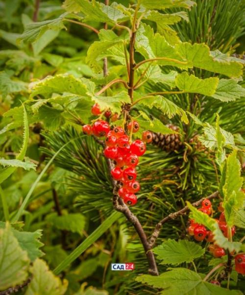 Теневыносливая живая изгородь. Живая изгородь: 12 живых изгородей для тенистых участков