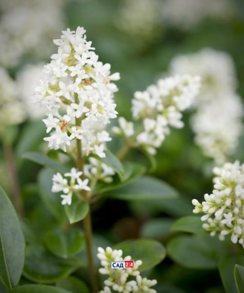 Теневыносливая живая изгородь. Живая изгородь: 12 живых изгородей для тенистых участков