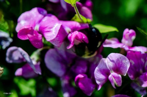 Однолетние быстрорастущие вьющиеся растения. Вьющиеся однолетники. Живая изгородь быстро!