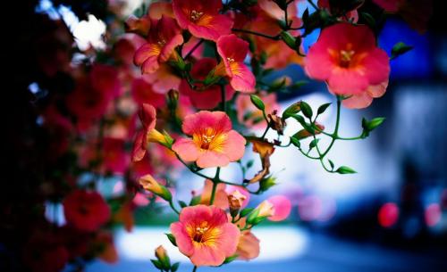 Лучшие цветущие однолетние лианы для сада. Какие однолетние цветущие лианы можно посадить 02