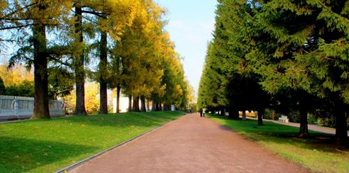 Хвойные растения для озеленения сада. Композиции с хвойниками-доминантами и фото ландшафтного дизайна сада 23 Хвойные растения для озеленения сада. Композиции с хвойниками-доминантами и фото ландшафтного дизайна сада 23