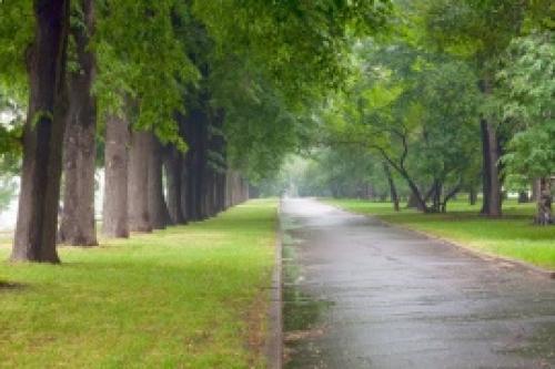 Хвойные растения для озеленения сада. Композиции с хвойниками-доминантами и фото ландшафтного дизайна сада 21 Хвойные растения для озеленения сада. Композиции с хвойниками-доминантами и фото ландшафтного дизайна сада 21