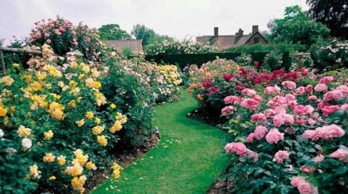 Как красиво посадить розы в саду. Как красиво посадить розы?