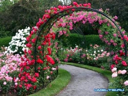 Арка для роз размеры. Арка для плетистой розы своими руками