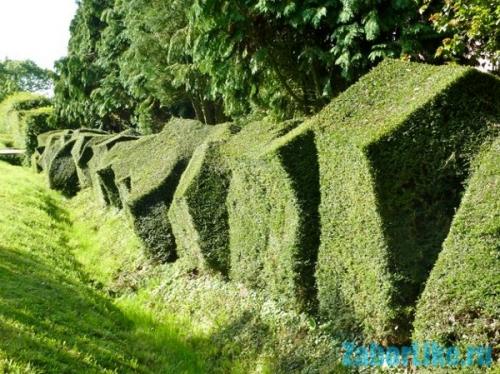 5 однолетних декоративных лиан. Лианы для сада 04 5 однолетних декоративных лиан. Лианы для сада 04