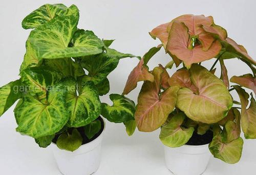 Декоративные лианы для дома. Декоративно-лиственные растения с вьющимися листьями