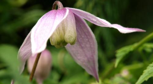 Быстрорастущие лианы для сада. Топ лучших многолетних лиан для оформления садового участка