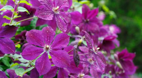 Быстрорастущие лианы для сада. Топ лучших многолетних лиан для оформления садового участка