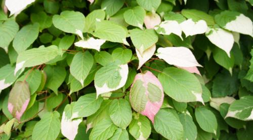 Быстрорастущие лианы для сада. Топ лучших многолетних лиан для оформления садового участка