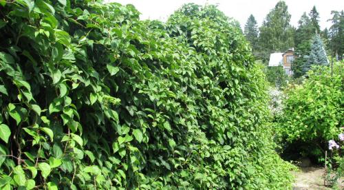 Быстрорастущие лианы для сада. Топ лучших многолетних лиан для оформления садового участка