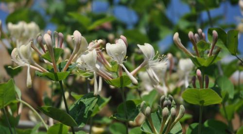 Быстрорастущие лианы для сада. Топ лучших многолетних лиан для оформления садового участка