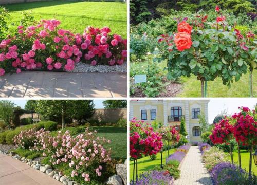 Как красиво разместить розы на участке. Розы в саду: ландшафтный дизайн участка