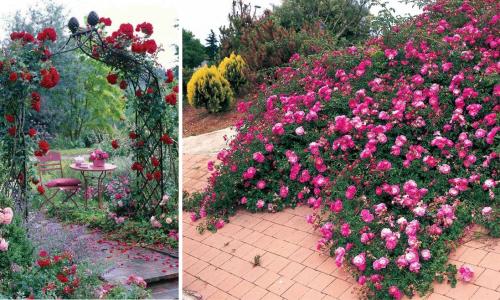 Как красиво разместить розы на участке. Розы в саду: ландшафтный дизайн участка