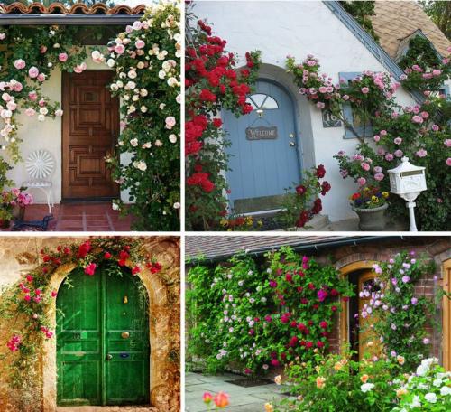 Как красиво разместить розы на участке. Розы в саду: ландшафтный дизайн участка