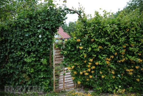 Лиственные многолетние лианы для живой изгороди. Вьющиеся быстрорастущие растения – привлекательный декор для забора 16