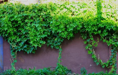 Лиственные многолетние лианы для живой изгороди. Вьющиеся быстрорастущие растения – привлекательный декор для забора 18