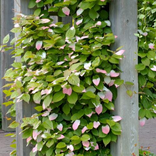 Неприхотливые вьющиеся растения для дачи. Лианы для дачи и сада: виды, названия, инструкция по выращиванию неприхотливых вьющихся растений