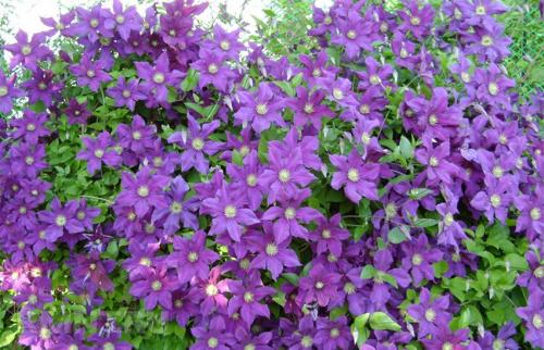 Лиственные многолетние лианы для живой изгороди. Вьющиеся быстрорастущие растения – привлекательный декор для забора 19