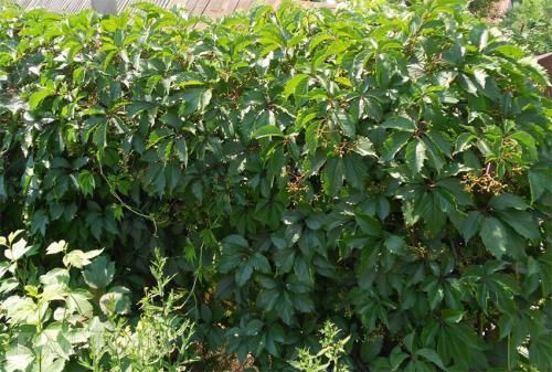 Лиственные многолетние лианы для живой изгороди. Вьющиеся быстрорастущие растения – привлекательный декор для забора 15