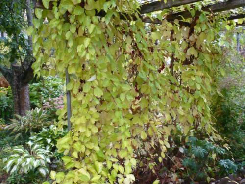 Неприхотливые вьющиеся растения для дачи. Лианы для дачи и сада: виды, названия, инструкция по выращиванию неприхотливых вьющихся растений