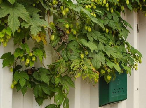 Неприхотливые вьющиеся растения для дачи. Лианы для дачи и сада: виды, названия, инструкция по выращиванию неприхотливых вьющихся растений