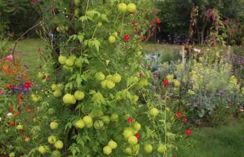 Неприхотливые вьющиеся растения для дачи. Лианы для дачи и сада: виды, названия, инструкция по выращиванию неприхотливых вьющихся растений