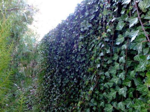 Неприхотливые вьющиеся растения для дачи. Лианы для дачи и сада: виды, названия, инструкция по выращиванию неприхотливых вьющихся растений