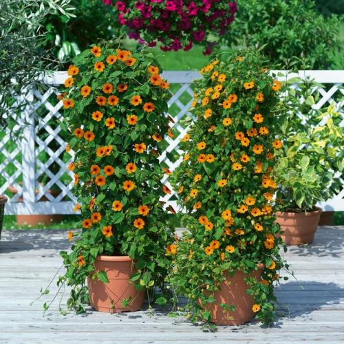 Неприхотливые вьющиеся растения для дачи. Лианы для дачи и сада: виды, названия, инструкция по выращиванию неприхотливых вьющихся растений