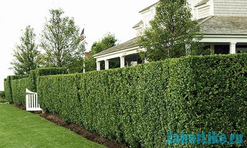 Лиственные многолетние лианы для живой изгороди. Вьющиеся быстрорастущие растения – привлекательный декор для забора 01