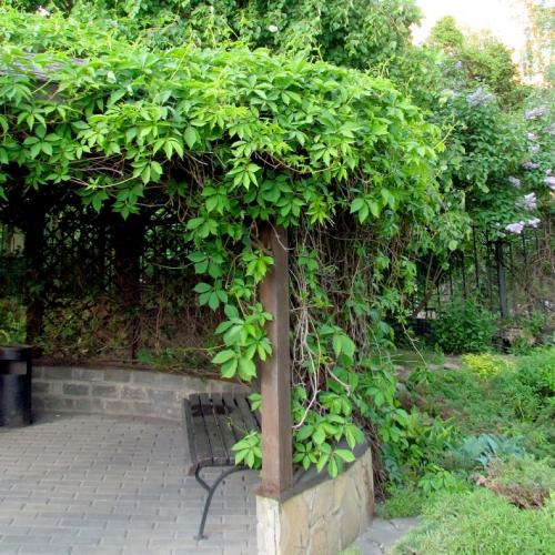 Неприхотливые вьющиеся растения для дачи. Лианы для дачи и сада: виды, названия, инструкция по выращиванию неприхотливых вьющихся растений