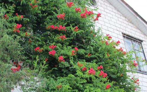 Лиственные многолетние лианы для живой изгороди. Вьющиеся быстрорастущие растения – привлекательный декор для забора 17