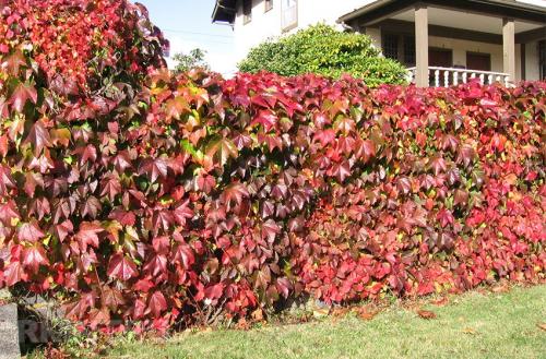 Лиственные многолетние лианы для живой изгороди. Вьющиеся быстрорастущие растения – привлекательный декор для забора 14