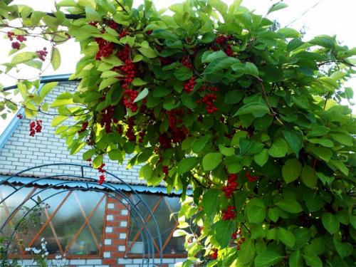 Быстрорастущие вьющиеся растения для забора. Зимостойкие
